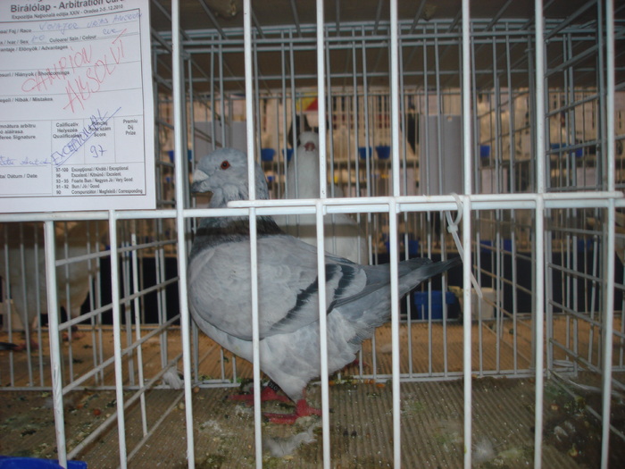 Campion National Giant Homer 97p