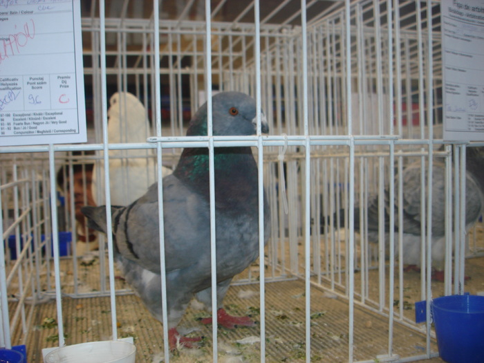 Campion National Giant Homer 96p