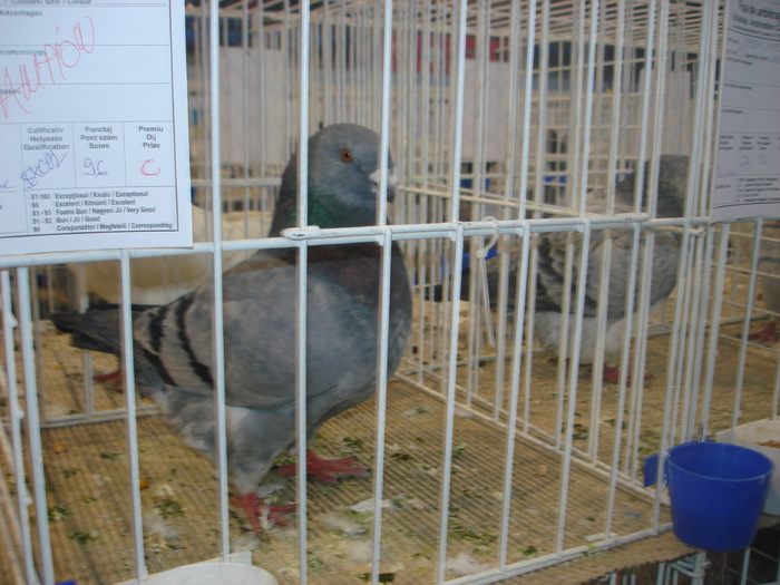 Campion National Giant Homer 96p