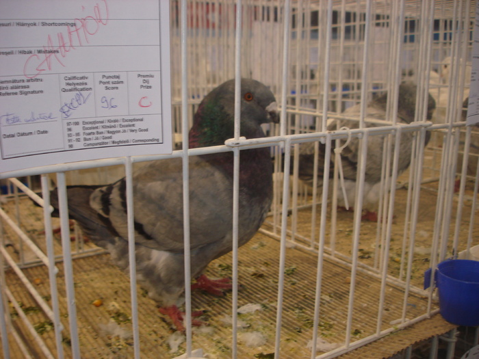 Campion National Giant Homer 96p