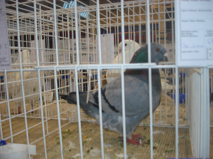 Campion National Giant Homer 96p