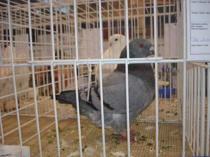 Campion National Giant Homer 96p