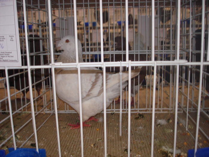 Femela 2010 - 96 PUNCTE