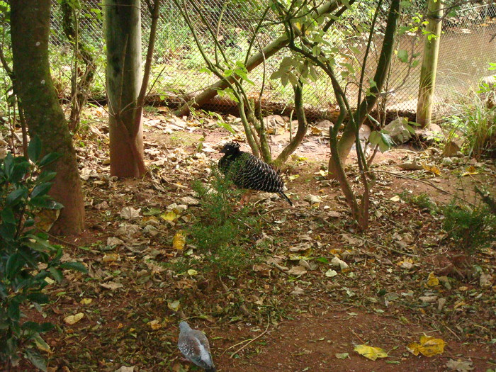 DSC05705 - ZOO PAIGNTON