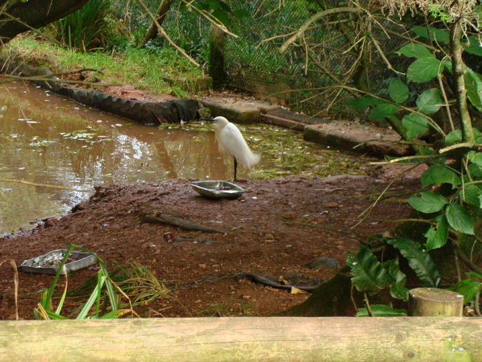 DSC05711 - ZOO PAIGNTON