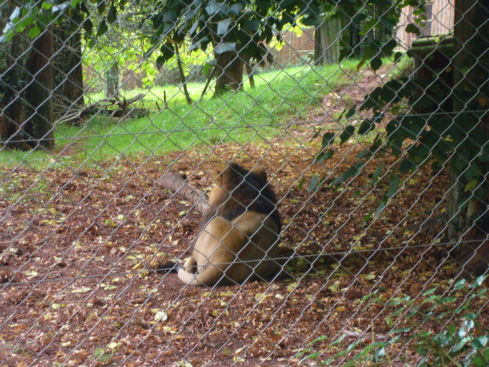 DSC05715 - ZOO PAIGNTON