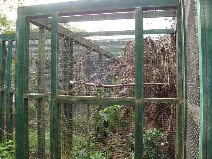 DSC05720 - ZOO PAIGNTON