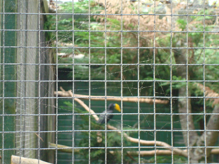 DSC05721 - ZOO PAIGNTON