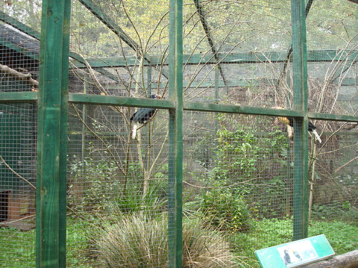 DSC05724 - ZOO PAIGNTON