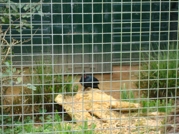 DSC05731 - ZOO PAIGNTON