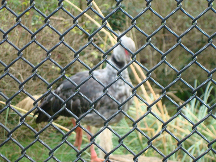 DSC05732 - ZOO PAIGNTON