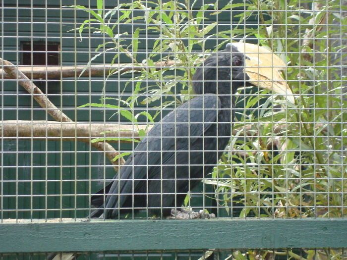 DSC05734 - ZOO PAIGNTON