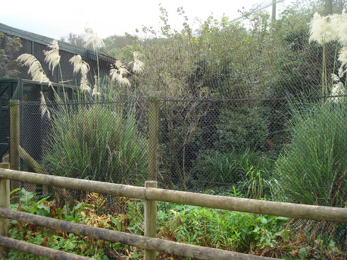 DSC05735 - ZOO PAIGNTON