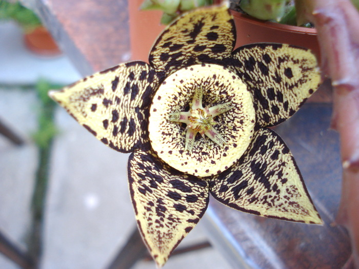 ; Colectia Adina Ioana
