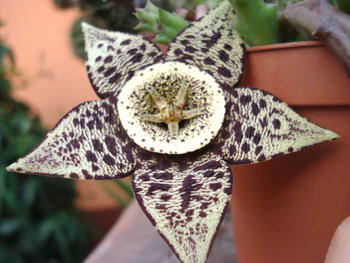 ; Colectia Adina Ioana
