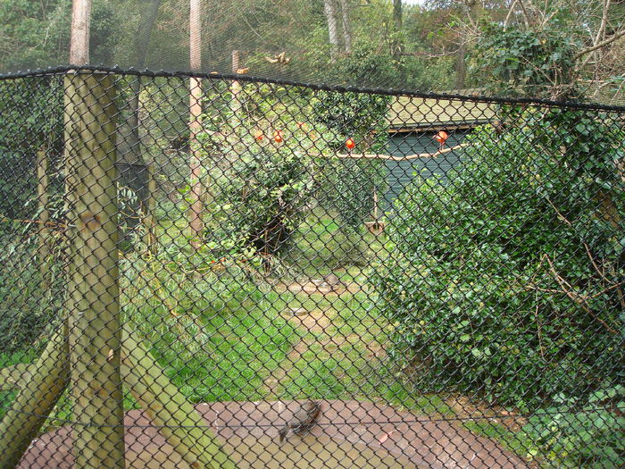 DSC05739 - ZOO PAIGNTON