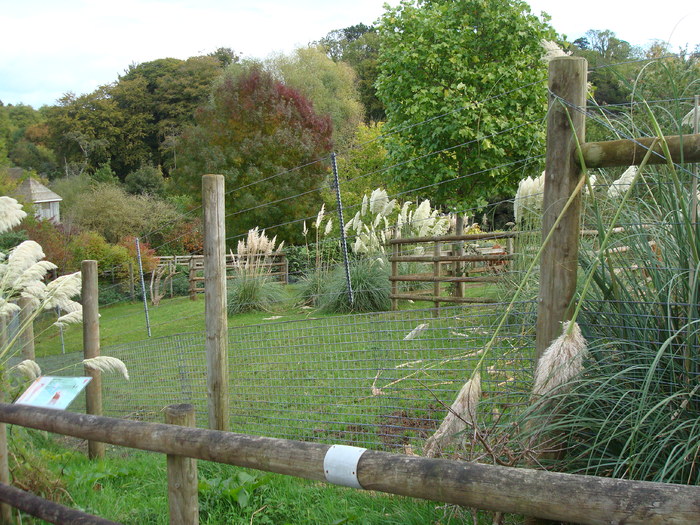 DSC05746 - ZOO PAIGNTON