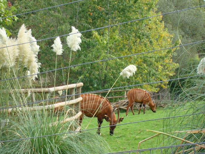 DSC05749 - ZOO PAIGNTON