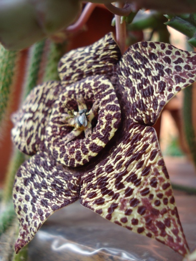 ; Colectia Adina - Ioana
