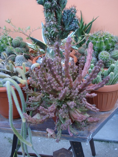 ; Colectia Adina - Ioana
