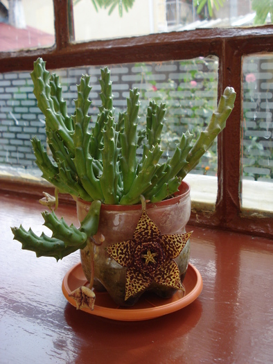 ; Colectia Adina - Ioana
