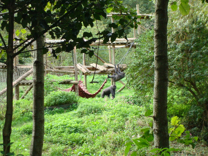 DSC05766 - ZOO PAIGNTON