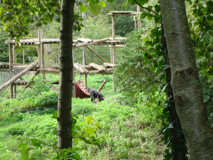 DSC05767 - ZOO PAIGNTON