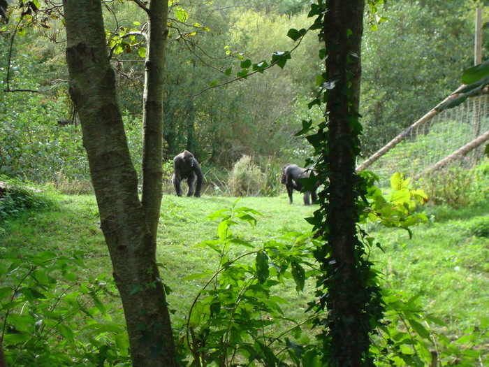 DSC05769 - ZOO PAIGNTON