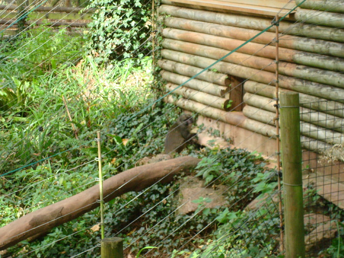 DSC05771 - ZOO PAIGNTON