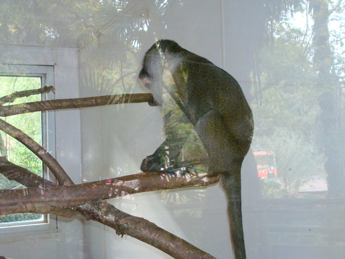 DSC05773 - ZOO PAIGNTON
