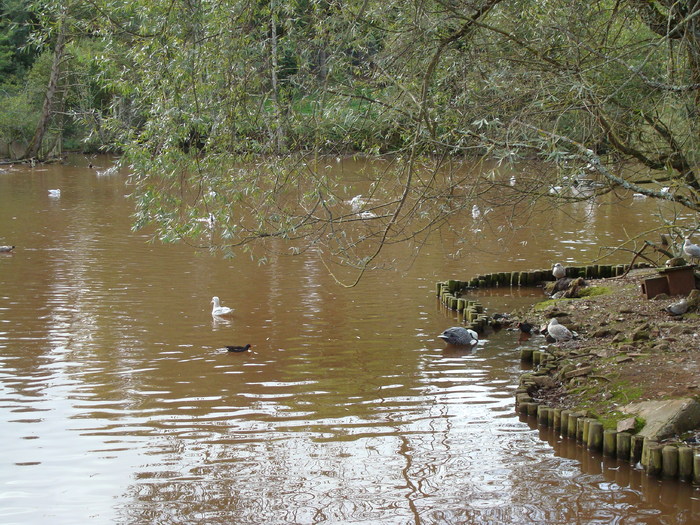 DSC05776 - ZOO PAIGNTON