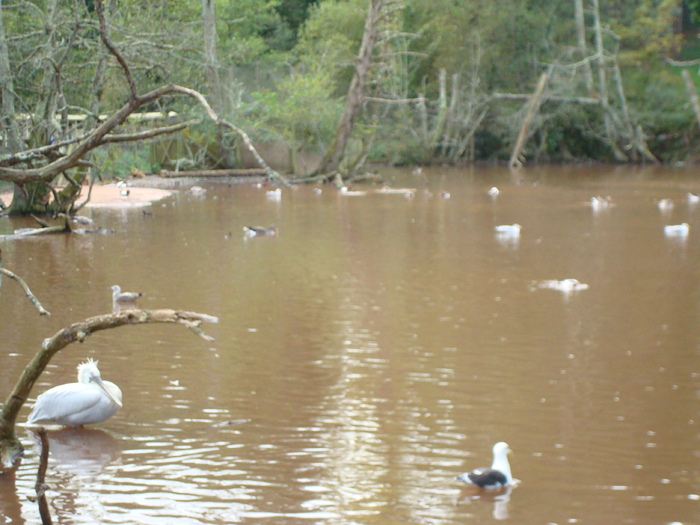 DSC05778 - ZOO PAIGNTON