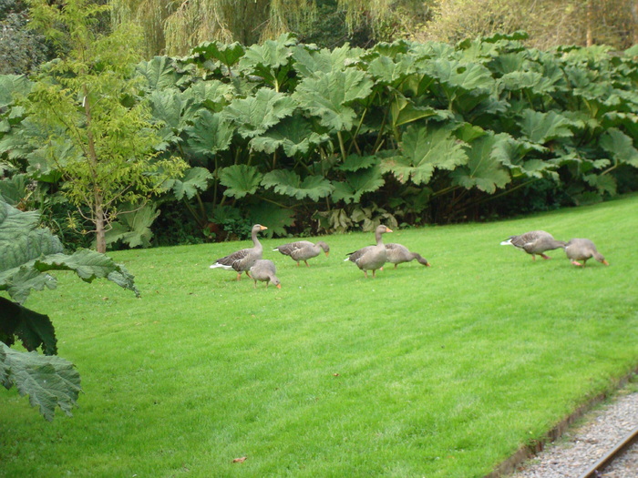 DSC05779 - ZOO PAIGNTON