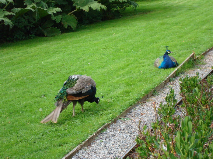 DSC05780 - ZOO PAIGNTON