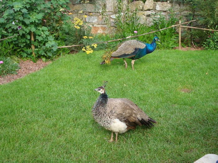 DSC05781 - ZOO PAIGNTON