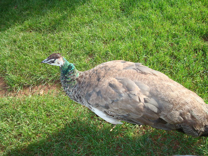 DSC05784 - ZOO PAIGNTON