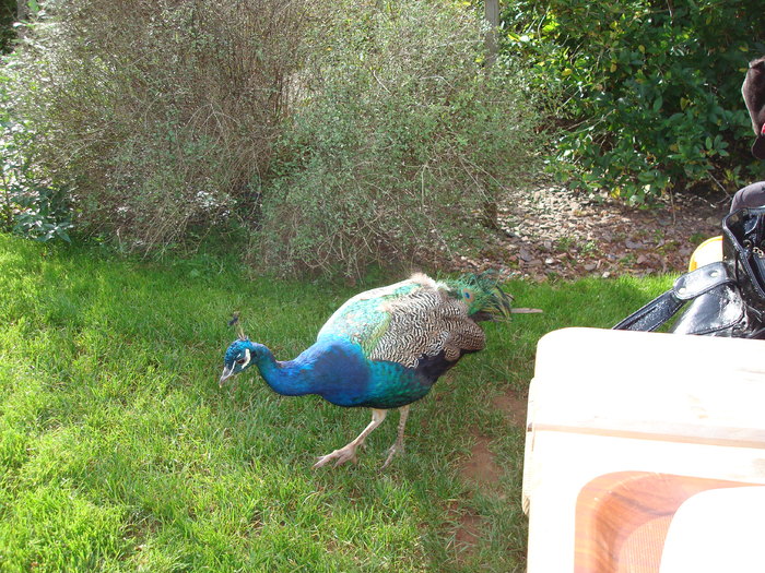 DSC05787 - ZOO PAIGNTON