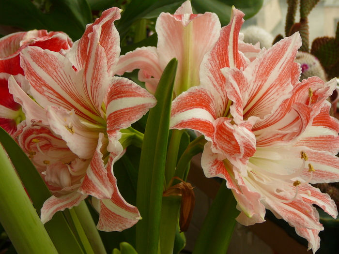 Dancing Queen - amaryllis