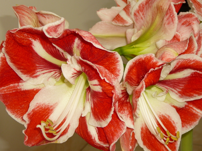 Pasadena sau Samba - amaryllis