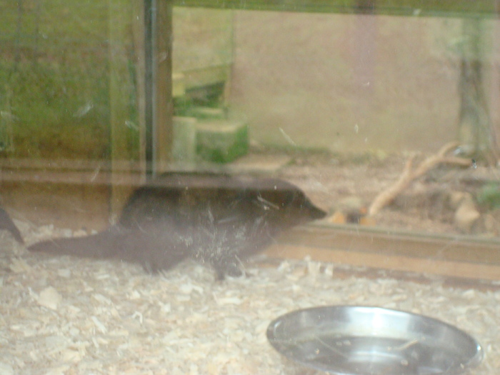 DSC05802 - ZOO PAIGNTON