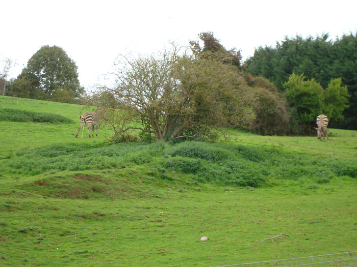 DSC05803 - ZOO PAIGNTON
