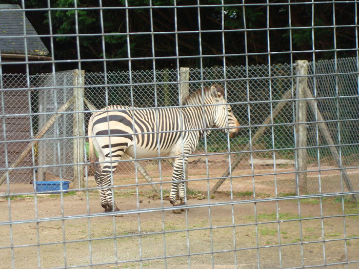 DSC05809 - ZOO PAIGNTON
