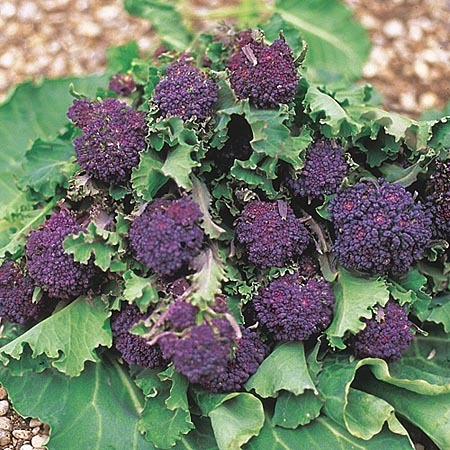 Broccoli Purple