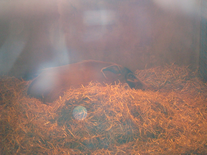DSC05811 - ZOO PAIGNTON