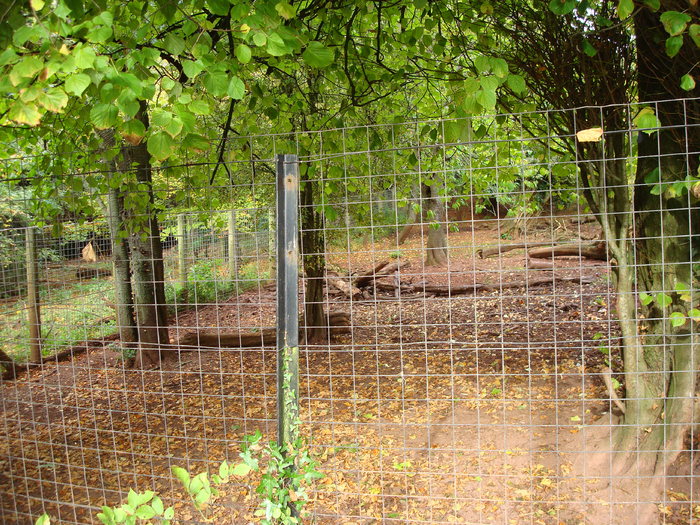 DSC05812 - ZOO PAIGNTON
