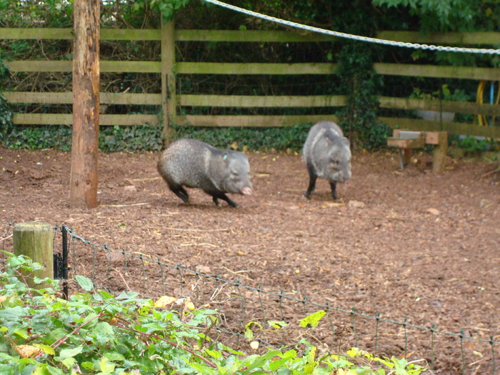 DSC05813 - ZOO PAIGNTON