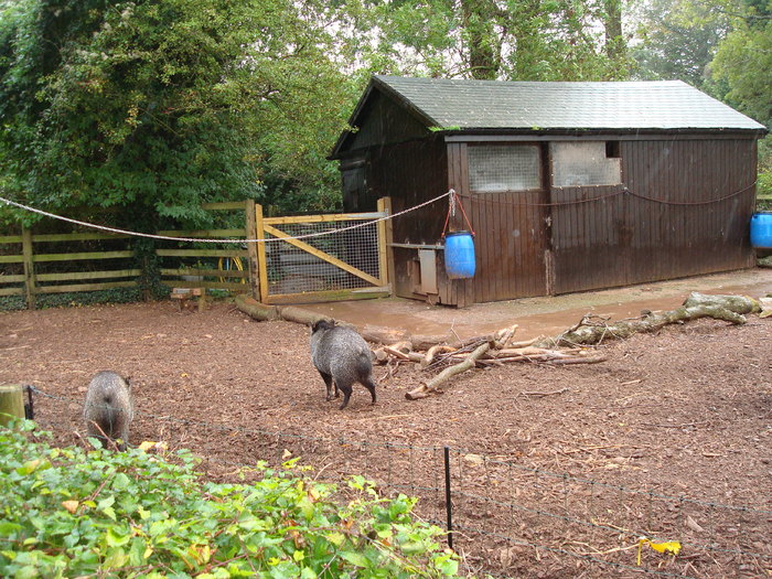 DSC05814 - ZOO PAIGNTON