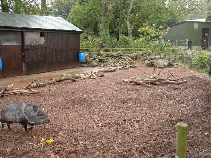 DSC05815 - ZOO PAIGNTON