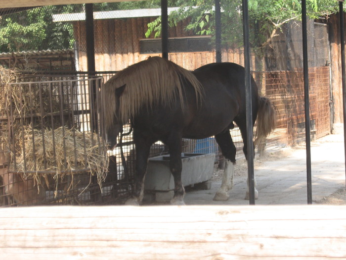 Zoo  Bucuresti - Caii