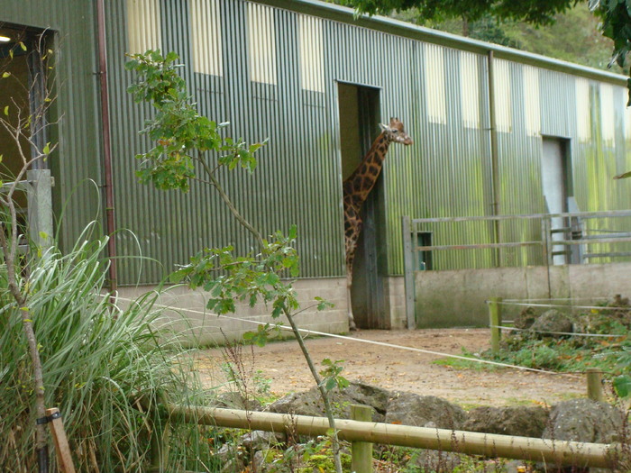 DSC05819 - ZOO PAIGNTON